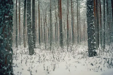 Snowy Forest 4K Wallpaper · winter · 3840×2563
