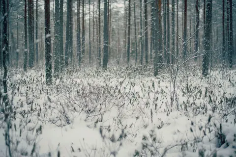Snowy Forest 4K Wallpaper · winter · 3840×2563