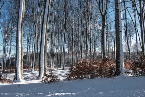 Snowy Forest 4K Wallpaper · winter · 3840×2560