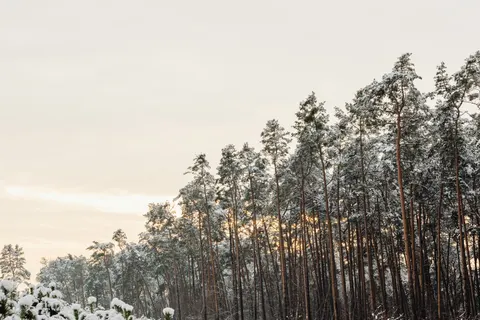Snowy Forest 4K Wallpaper · winter · 3840×2560