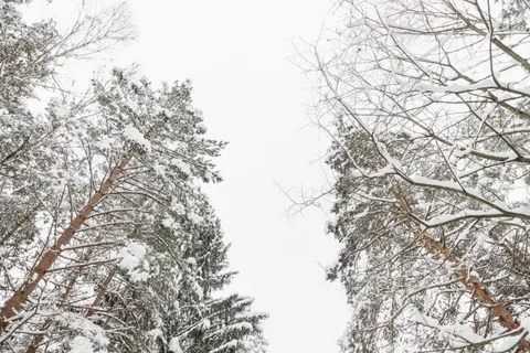 Snowy Forest 4K Wallpaper · winter · 3840×2563