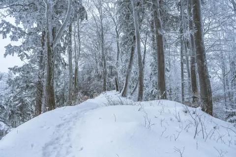 Snowy Forest 4K Wallpaper · winter · 3840×2560