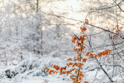 Snowy Forest 4K Wallpaper · winter · 3840×2560