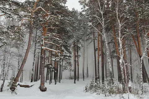 Snowy Forest 4K Wallpaper · winter · 3840×2560