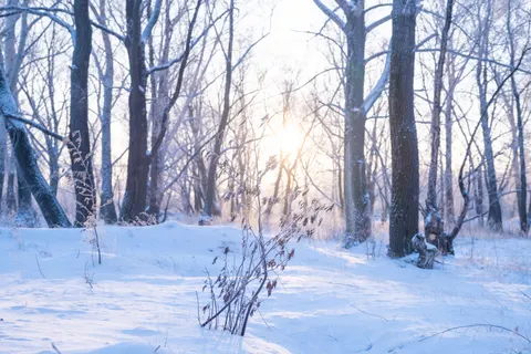 Snowy Forest 4K Wallpaper · winter · 3840×2560