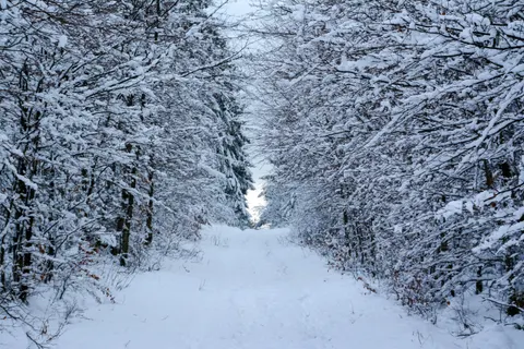 Snowy Forest 4K Wallpaper · winter · 3840×2560