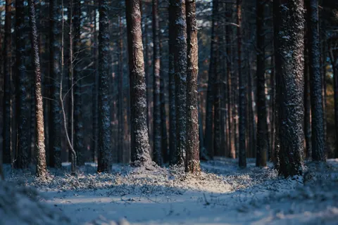 Snowy Forest 4K Wallpaper · winter · 3840×2560