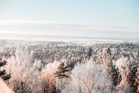Snowy Forest 4K Wallpaper · winter · 3840×2560
