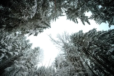 Snowy Forest 4K Wallpaper · winter · 3840×2560
