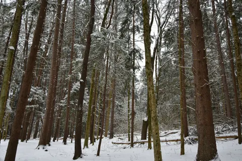 Snowy Forest 4K Wallpaper · winter · 3840×2563