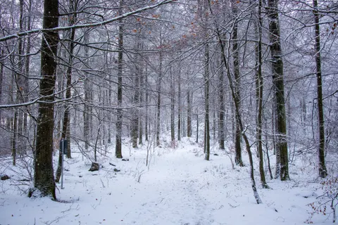 Snowy Forest 4K Wallpaper · winter · 3840×2560