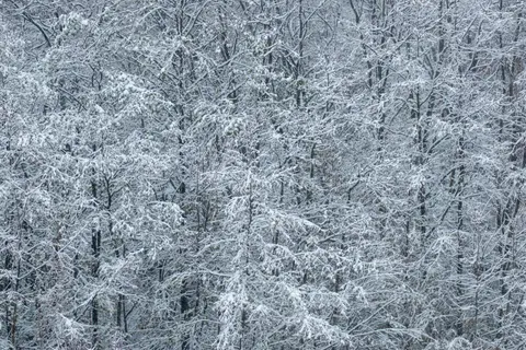 Snowy Forest 4K Wallpaper · winter · 3840×2560
