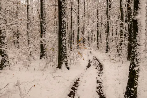 Fond d'écran Forêt enneigée 4K · winter · 3840×2560