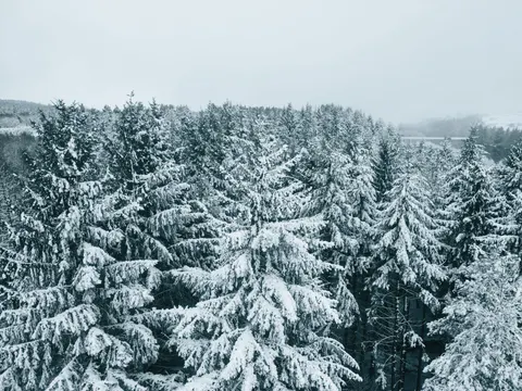 Snowy Forest 4K Wallpaper · winter · 3840×2880
