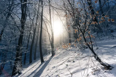 Snowy Forest 4K Wallpaper · winter · 3840×2560