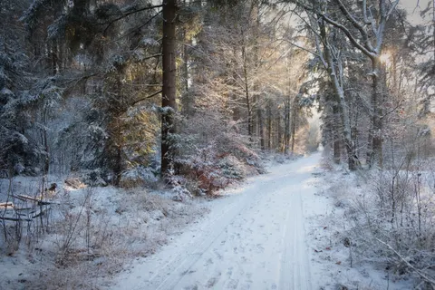 Snowy Forest 4K Wallpaper · winter · 3840×2560
