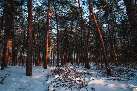 Snowy Forest 4K Wallpaper · winter · 3840×2560
