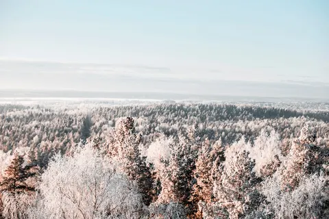 Snowy Forest 4K Wallpaper · winter · 3840×2560