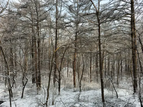 Snowy Forest 4K Wallpaper · winter · 3840×2880