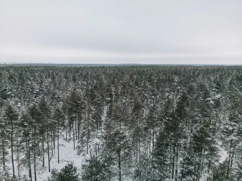 Snowy Forest 4K Wallpaper · winter · 3840×2880