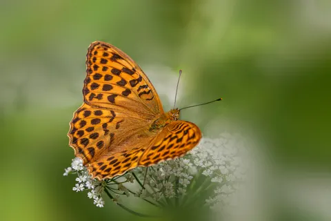Fondo de pantalla Mariposa 4K · animals · 3840×2560