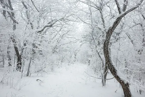 Snowy Forest 4K Wallpaper · winter · 3840×2560