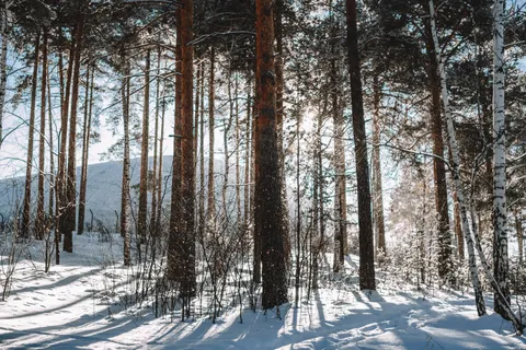Snowy Forest 4K Wallpaper · winter · 3840×2563