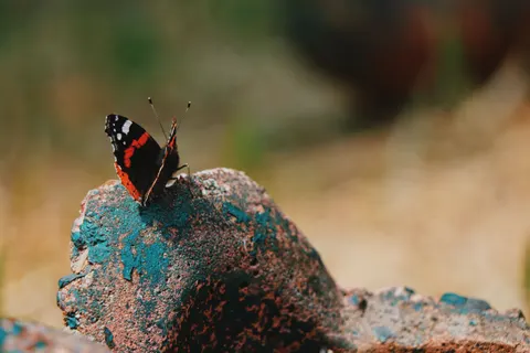 蝴蝶 4K壁纸 · animals · 3840×2560