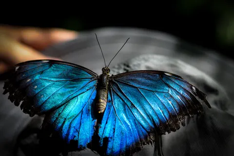 خلفية فراشة بدقة 4K · animals · 3840×2560