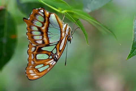 Sfondo Farfalla 4K · animals · 3840×2563