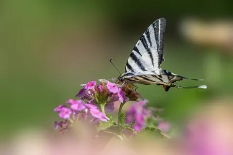 Fondo de pantalla Mariposa 4K · animals · 3840×2560