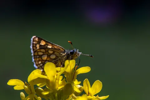 Fondo de pantalla Mariposa 4K · animals · 3840×2560