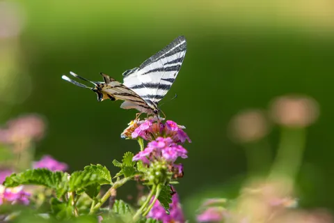 Kelebek 4K Duvar Kağıdı · animals · 3840×2560