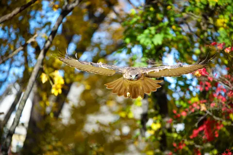 Flying Eagle 4K Wallpaper · birds · 3840×2560