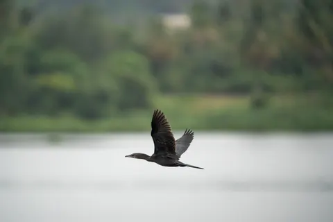 Flying Eagle 4K Wallpaper · birds · 3840×2560