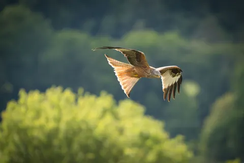 Flying Eagle 4K Wallpaper · birds · 3840×2560