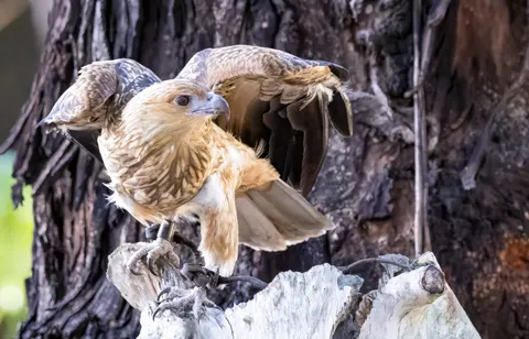 Flying Eagle 4K Wallpaper · birds · 3840×2465