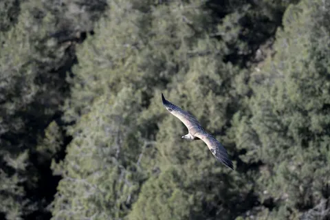 Flying Eagle 4K Wallpaper · birds · 3840×2560