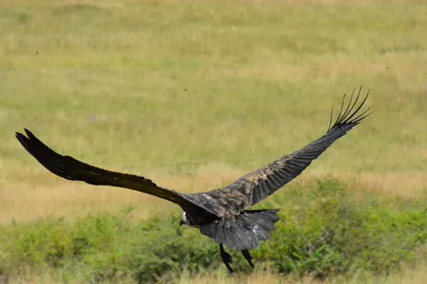 Flying Eagle 4K Wallpaper · birds · 3840×2560