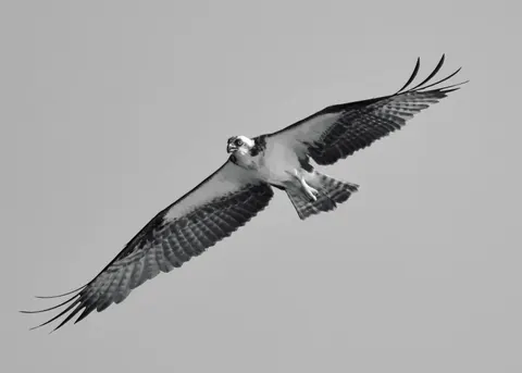 Flying Eagle 4K Wallpaper · birds · 3840×2743