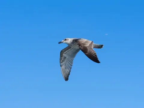 Flying Eagle 4K Wallpaper · birds · 3840×2880
