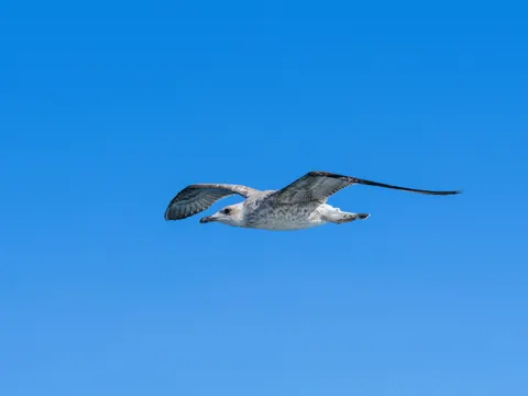 Flying Eagle 4K Wallpaper · birds · 3840×2880
