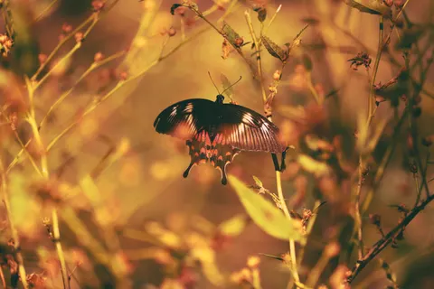 तितली 4K वॉलपेपर · animals · 3840×2560