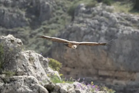 Flying Eagle 4K Wallpaper · birds · 3840×2560