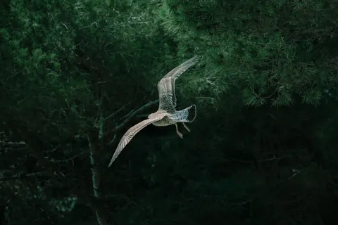 Flying Eagle 4K Wallpaper · birds · 3840×2560
