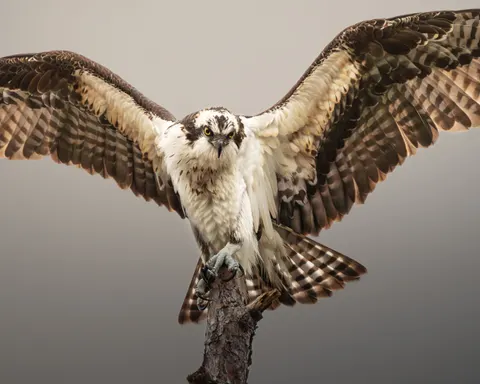 Flying Eagle 4K Wallpaper · birds · 3840×3072
