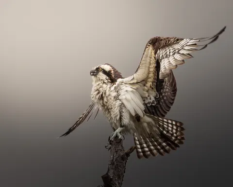 Flying Eagle 4K Wallpaper · birds · 3840×3072