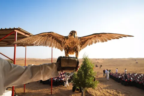 Flying Eagle 4K Wallpaper · birds · 3840×2554