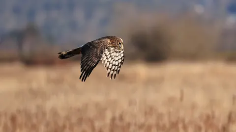 Flying Eagle 4K Wallpaper · birds · 3840×2149