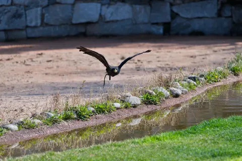 Flying Eagle 4K Wallpaper · birds · 3840×2558
